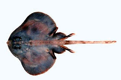 Neoraja caerulea_07.jpg